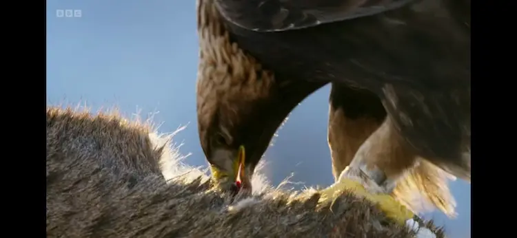 European golden eagle (Aquila chrysaetos chrysaetos) as shown in Wild Isles - Our Precious Isles
